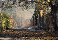 Monori Pincefalu, ősz