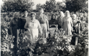 Szüret 1968 Szüret 1968