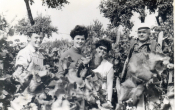 Szüret 1968 októberében. Szüret 1968 októberében.