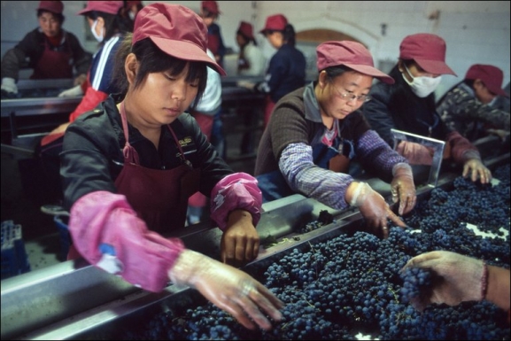 Kínai bortermelés